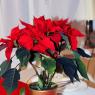 IMG_8711p1m