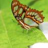 IMG_5624pmm