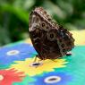 IMG_0847pm